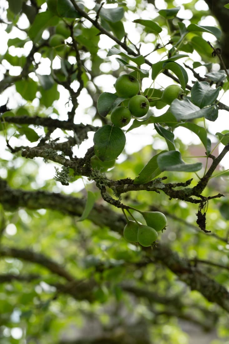 Pears ripening on a tree in the atelier garden in Western Sweden