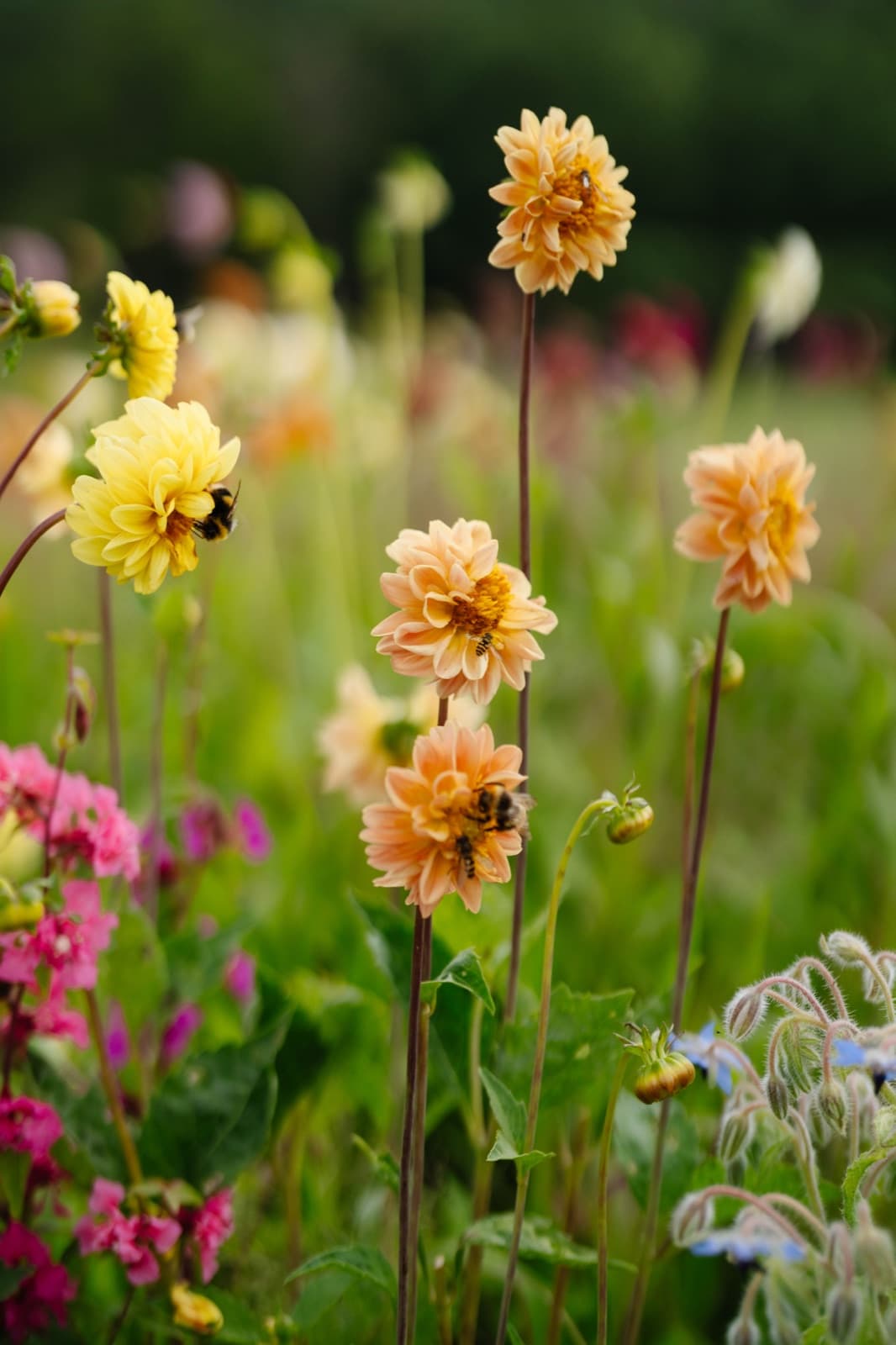 Apricot and yellow dahlias in the Tjolöholm kitchen garden