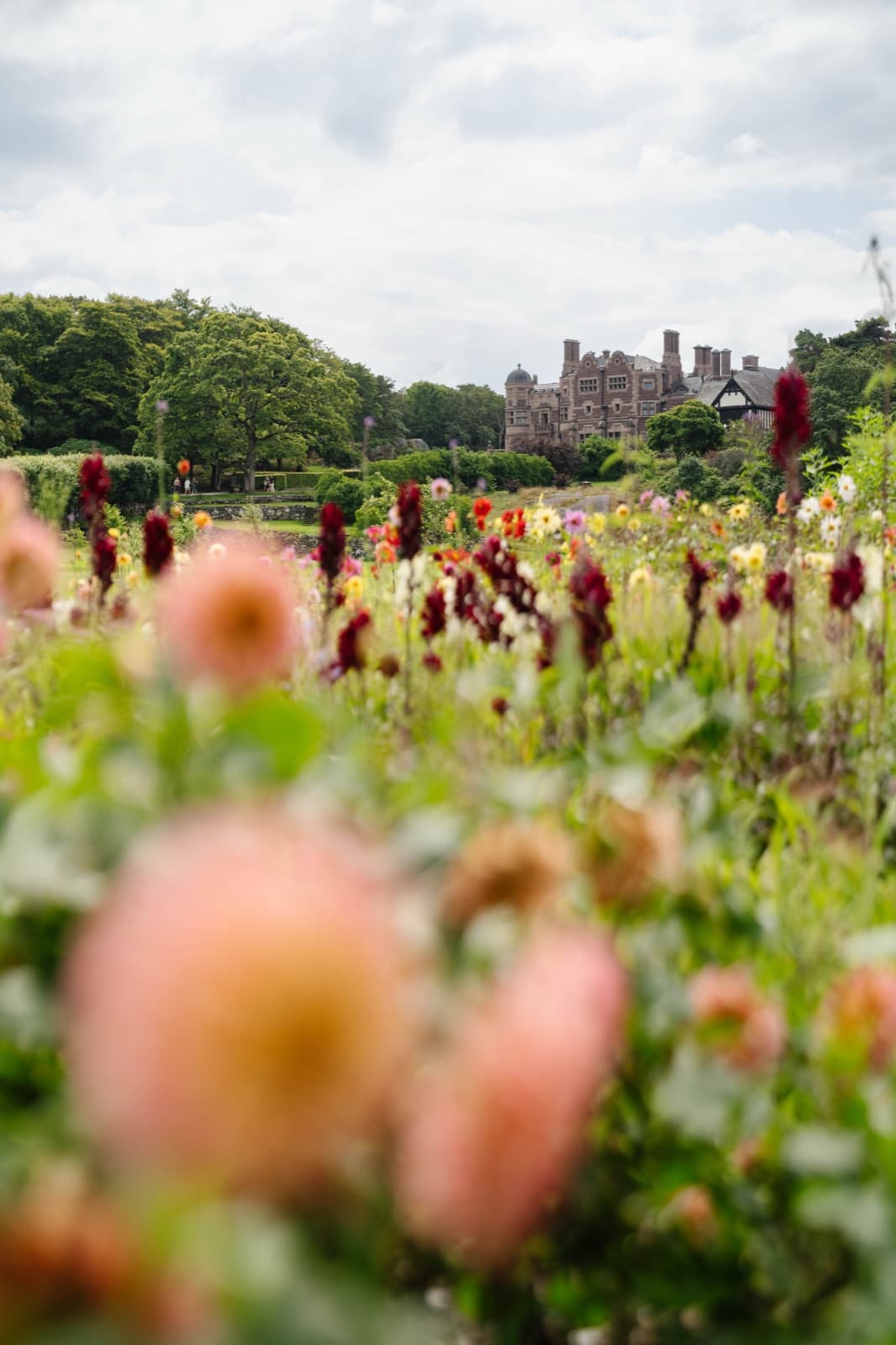 Tjolöholm Castle seen across beds of apricot and crimson dahlias in the estate's kitchen garden