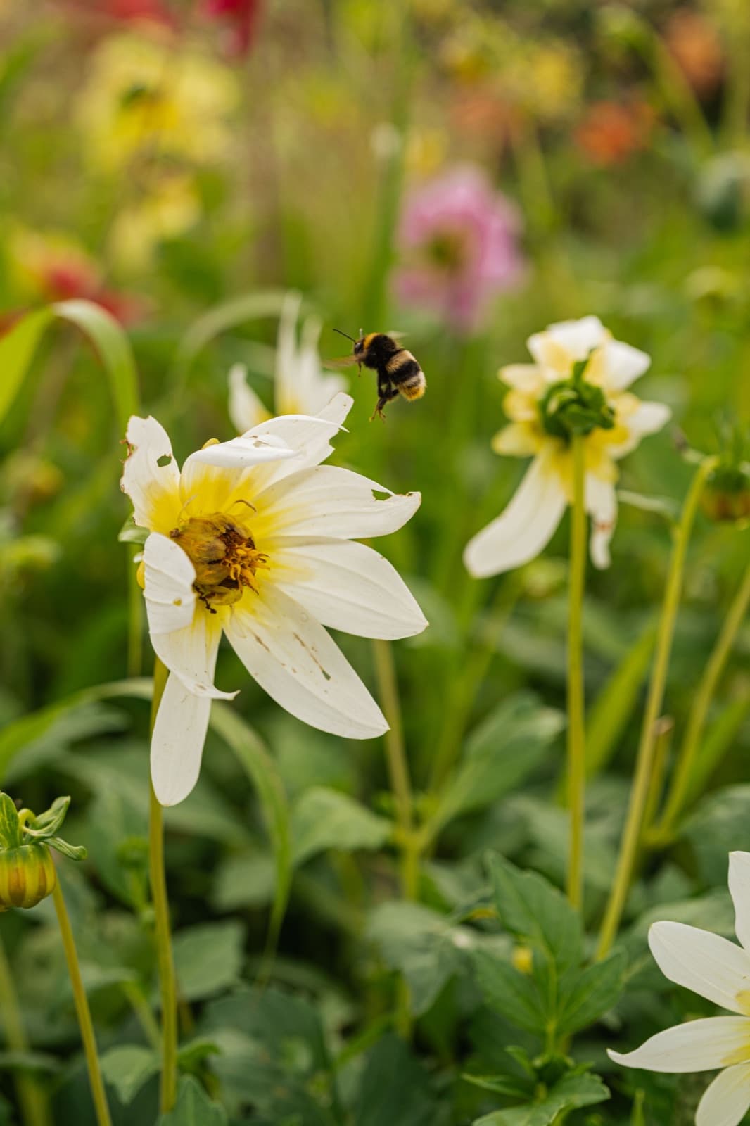 A bumblebee landing on a white dahlia in the Tjolöholm kitchen garden
